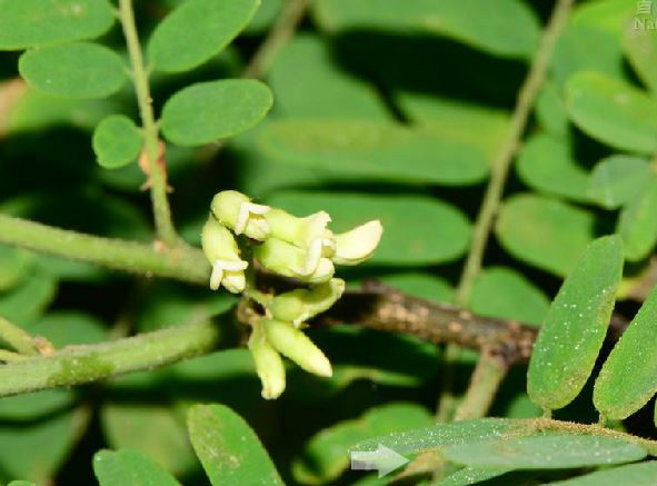  p>象鼻藤(学名: i>dalbergia mimosoides /i> franch.