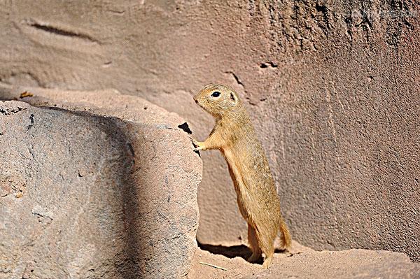 dauricus /i>)别名黄鼠,蒙古黄鼠,草原黄鼠,豆鼠子,大眼贼,属于啮齿目