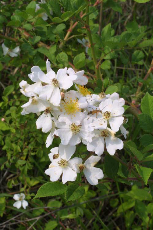 rosa multiflora var. albo-plena