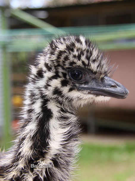 miáo](学名: i>dromaius novaehollandiae /i>),鸟纲鸸鹋科唯一 a