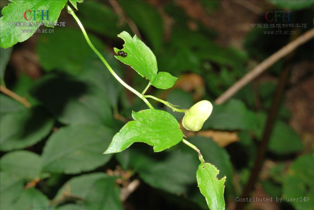  p> b>粗茎乌头 /b>(学名: b> i>aconitum crassicaule /i> /b>),为 a