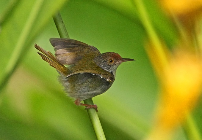  p>普通缝叶莺(学名: i>orthotomus sutorius /i>):体长9-14厘米,是一