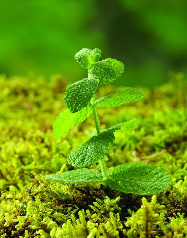  p>欧薄荷为草本植物.