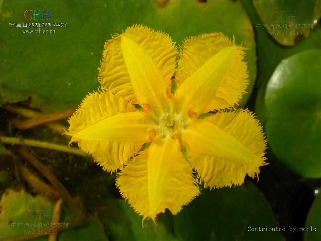  p>荇菜(学名: i>nymphoides peltata /i> (s. g.