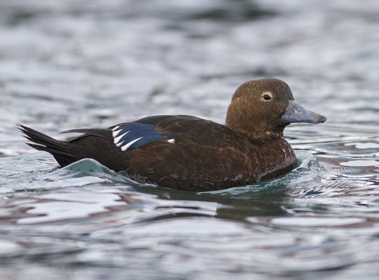  p>小绒鸭(学名: i>polysticta stelleri /i>)鸭科小绒鸭属鸟类,体长