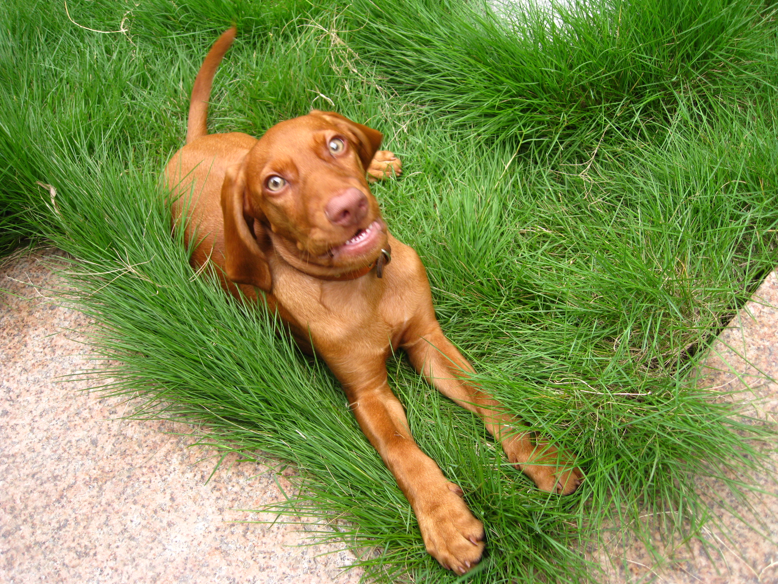  p>维兹拉犬是一种中等体型的短毛 a target="_blank" href="/item