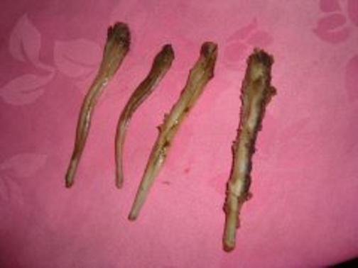 狗鞭_百度百科