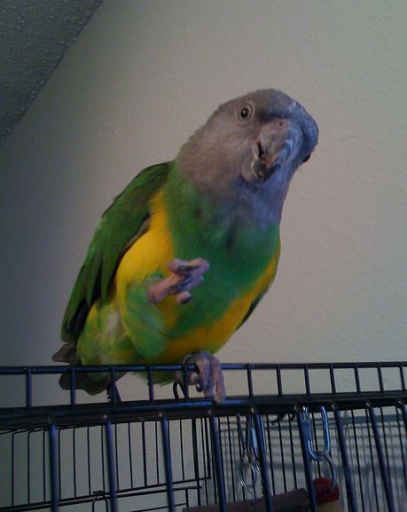  p>红腹鹦鹉(学名: i>poicephalus rufiventris /i>)仅有2个 a href="