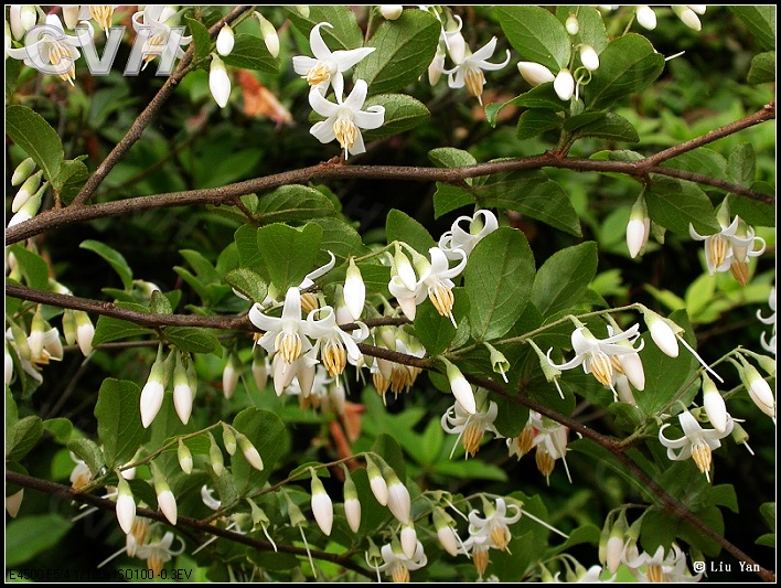  p>白花胡颓子,拉丁文名:elaeagnus pallidiflora c. y. chang.