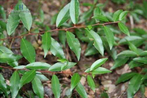 柞木（杨柳科柞木属植物）_百度百科