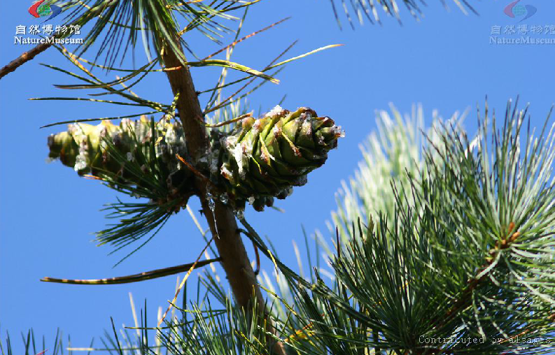  p>台湾果松 i>(学名:pinus armandi ) /i>是松柏目, a target="