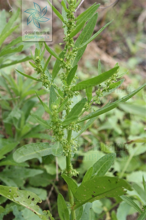  p>长刺酸模(学名:rumex trisetifer)是蓼科酸模属植物,又名海滨酸模