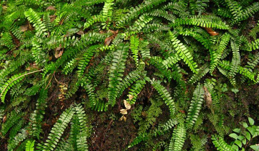  p>铁角蕨(学名: i>asplenium trichomanes  /i>l.