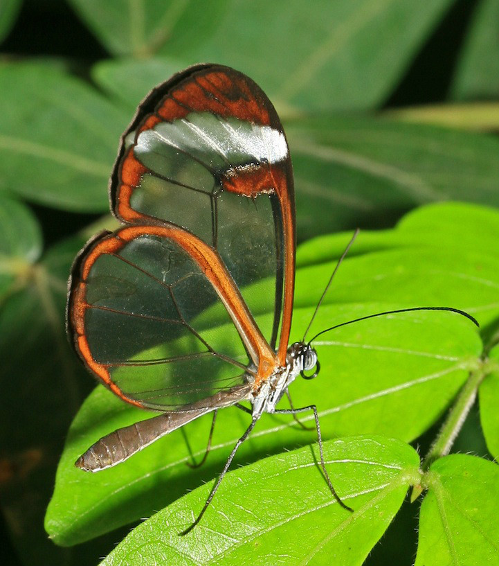  p>宽纹黑脉绡蝶(学名: i>greta oto /i>),是蛱蝶科,黑脉绡蝶属的蝴蝶