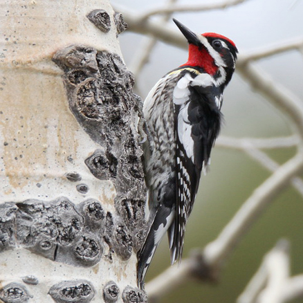 sapsucker