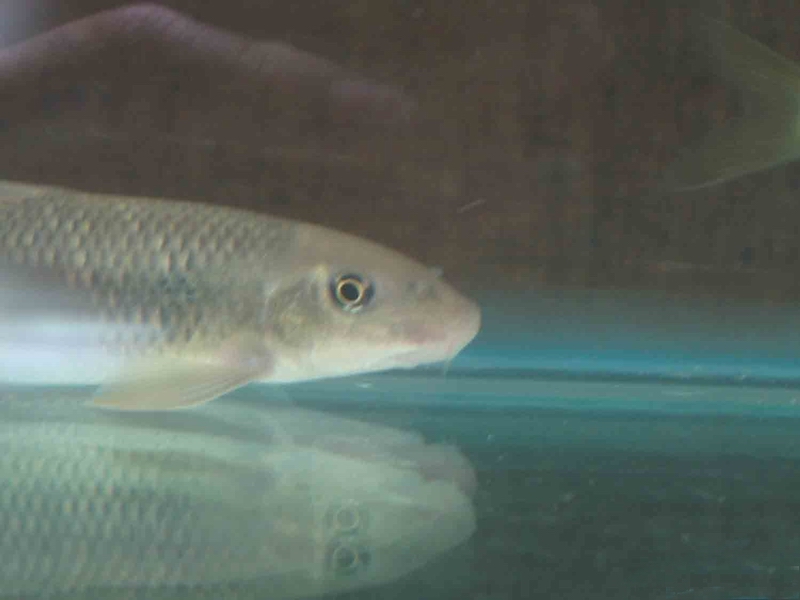  p>卷口鱼(ptychidio jordani)属鲤形目, a>鲤科 /a>, a href="#"