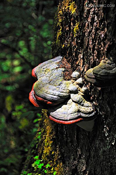  p>多孔菌又称 a href="#" data-lemmaid="8643714">多变拟多孔菌 /a>