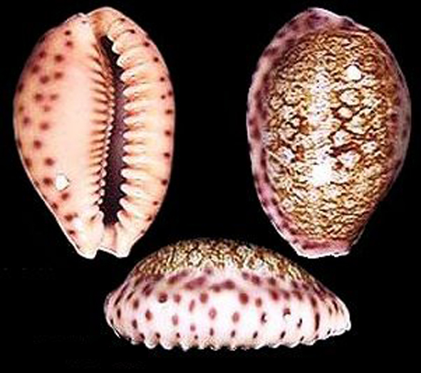  p>中华宝螺(学名:cypraea chinensis )是 a target="_blank" href="