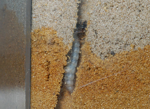  p>虎甲科  i>cicindelidae /i>,指的是 a href="#" data-lemmaid="