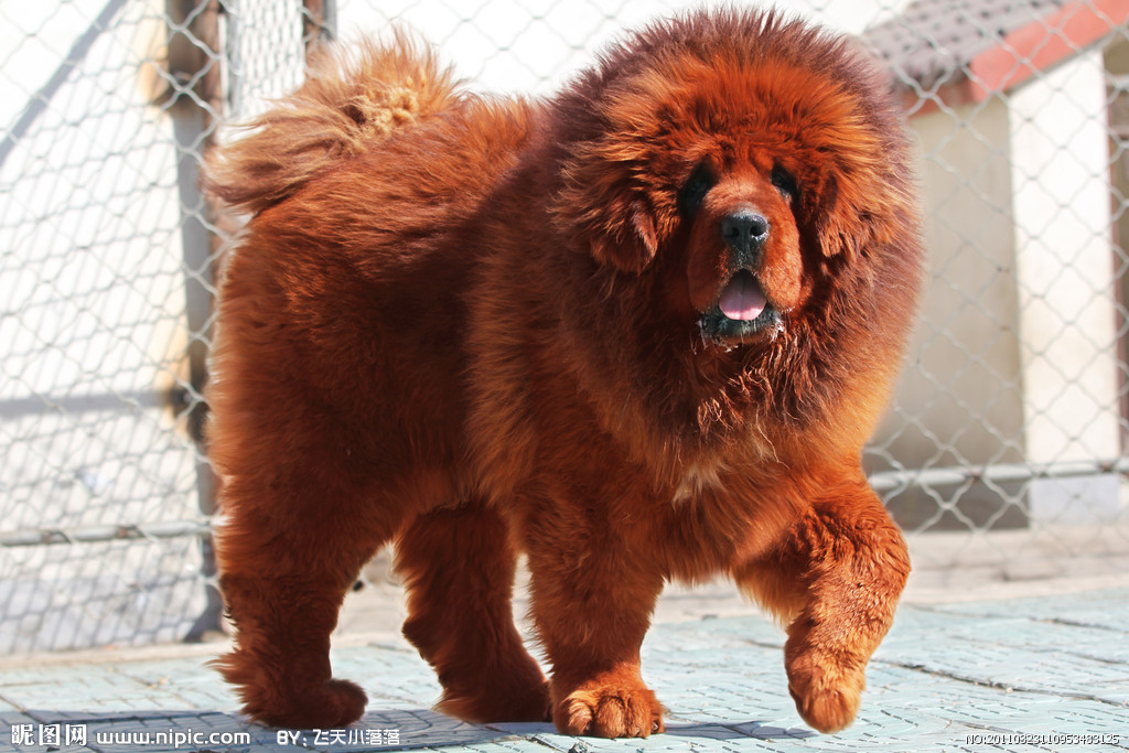  p>狮头藏獒,犬科犬属的动物,藏獒的一种,毛长,灵活,性烈,善斗,体形