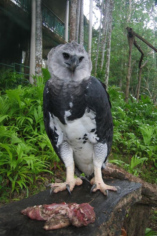  p>角雕(学名: i>harpia harpyja /i>),又名 