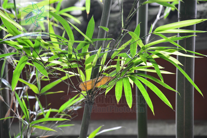  p> b>红舌唐竹 /b>(学名: b> i>sinobambusa rubroligula /i> /b>)为