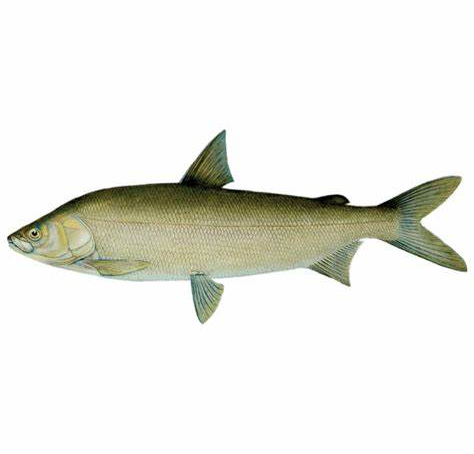  p>乌苏里白鲑(学名 i>coregonus ussuriensis /i>)是鲑科,白鲑属的一