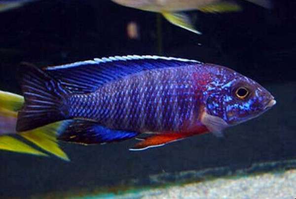  p>蓝钻石,蓝钻石孔雀 /p> p>拉丁名:aulonocara sp.