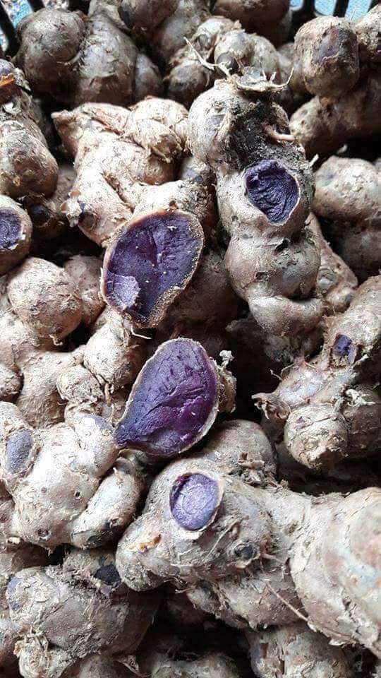  p>乌姜(zingiber lingyunense d.