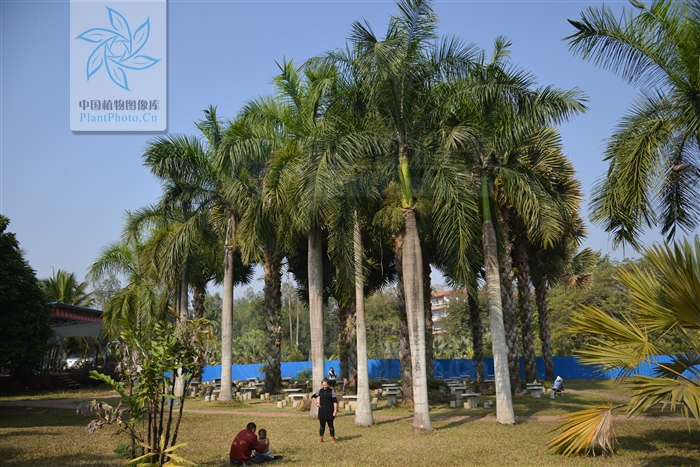  p>大王椰子树(学名:大王椰子,拉丁学名:roystonea regia (kunth) o.