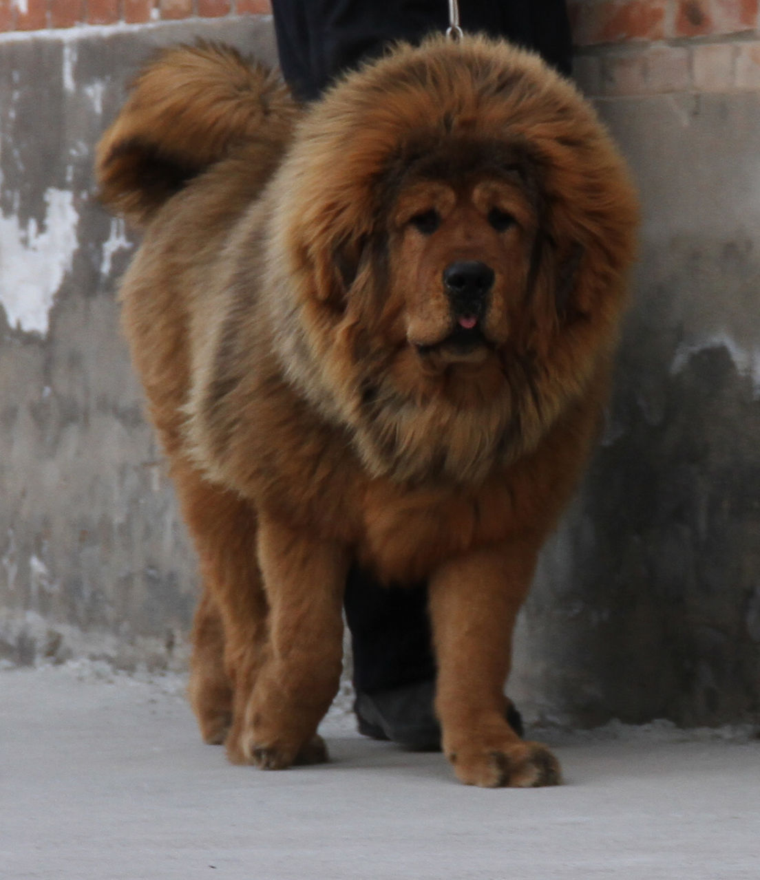 data-lemmaid="5311">藏獒 /a>(英语:tibetan mastiff),又名西藏獒犬