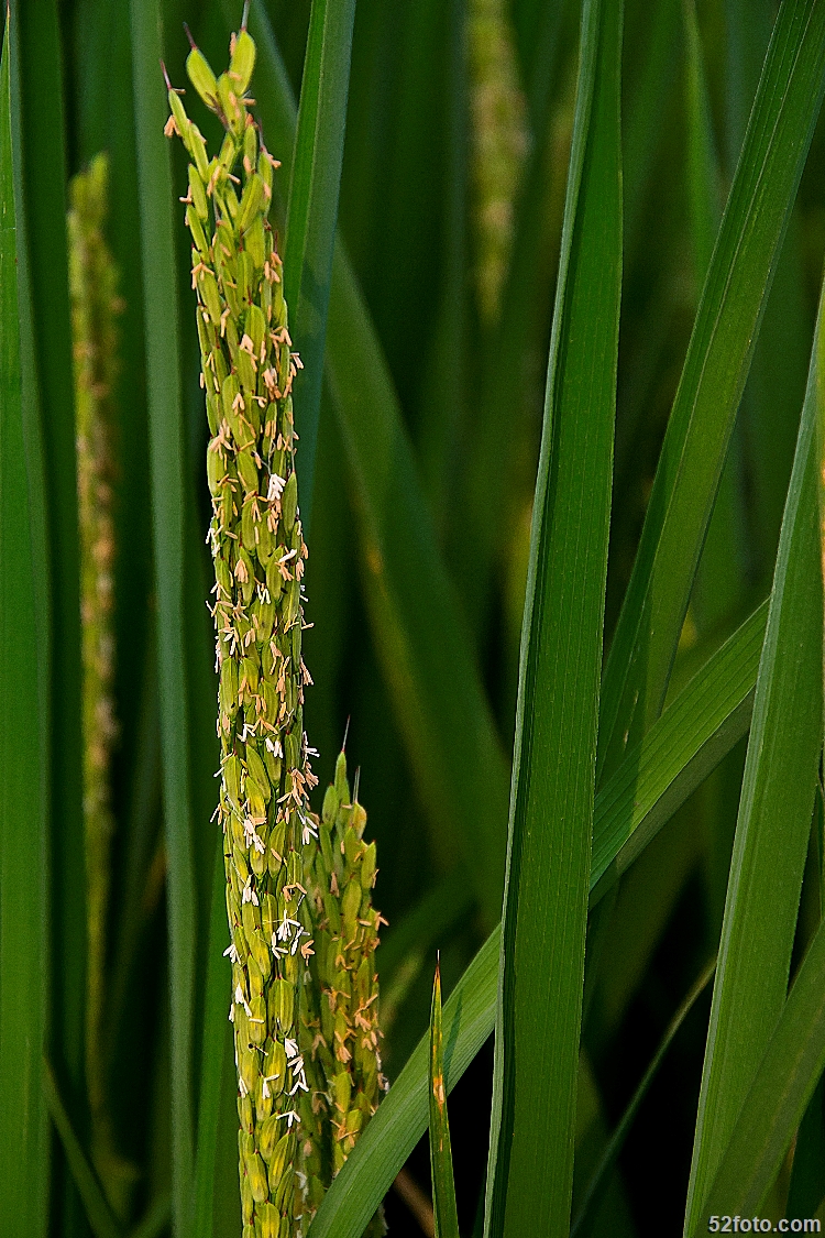  p data-id="gnyy3mi315">稻花,是指 a targe