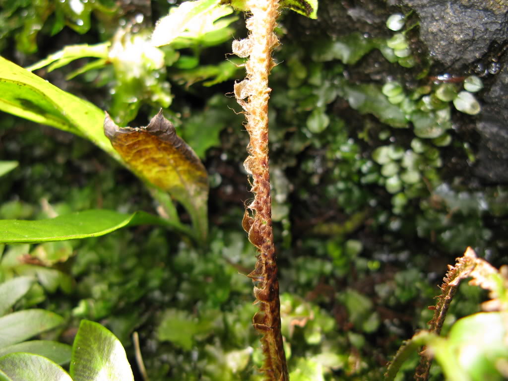  p>单叶鞭叶蕨(学名: i>cyrtomidictyum basipinnatum /i> (bak.