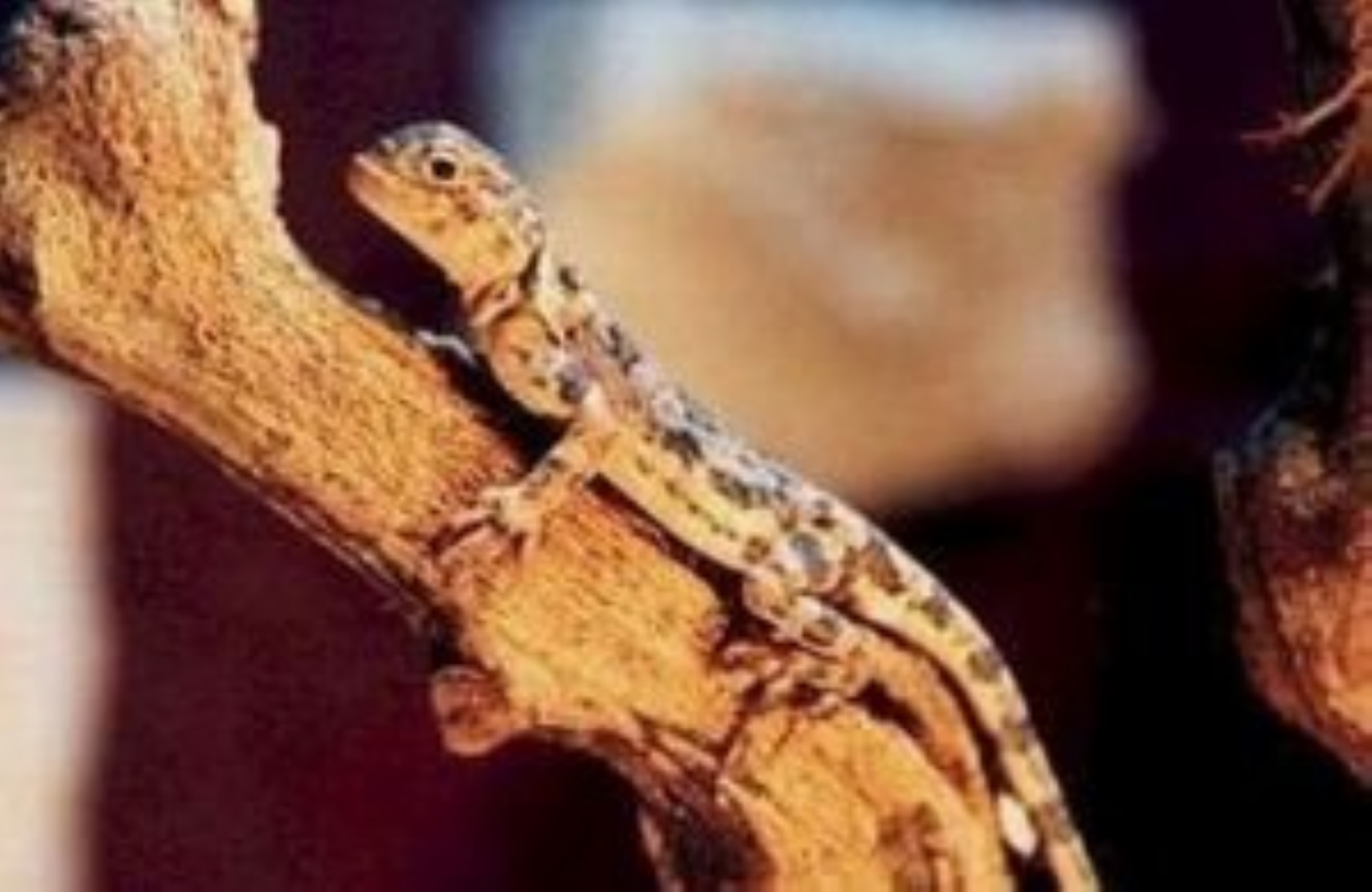  p>白条沙蜥(学名: i>phrynocephalus alolineatus /i>)为鬣蜥科沙蜥