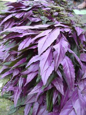  /i>),中国传统的 a target="_blank" href="/item/山野菜/2181859"