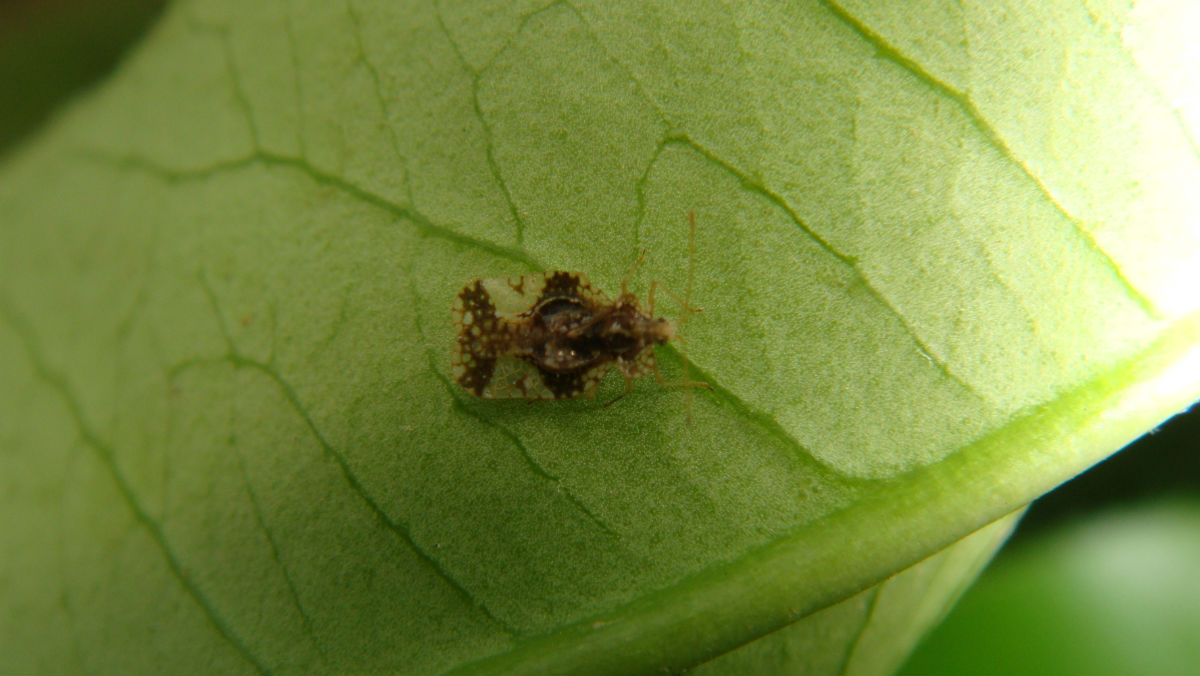  p>杜鹃花冠网蝽, i>stephanitis nashi /i> esaki et takeya,为