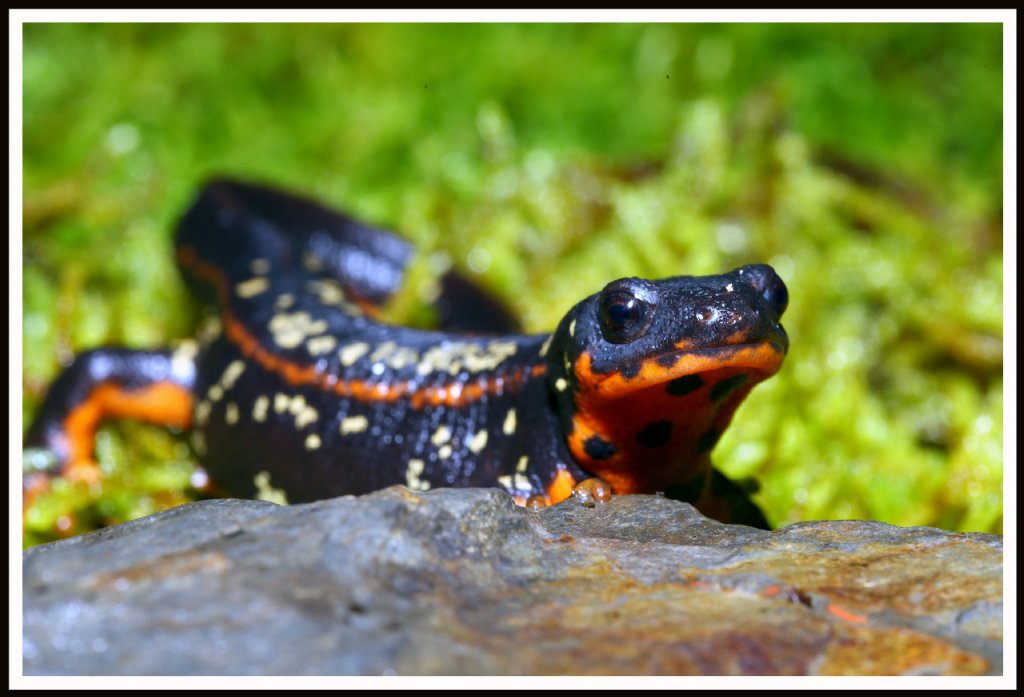  p>蝾螈类(salamander)是有尾目两生动物. /p>