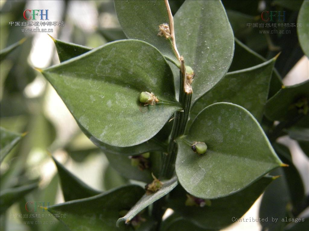  p>假叶树属( a target="_blank" href="/item/学名/8074290" data