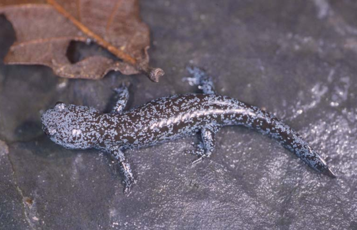  p>生物灭绝又叫生物绝种,是一种特定的地质 a target="_blank" href=