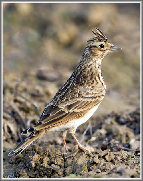 小云雀海南亚种