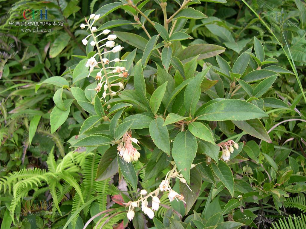 clethra delavayi franch.