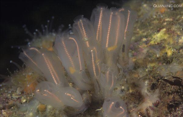  p>尾索动物亚门是 a href="#" data-lemmaid="3516708">脊索动物门 