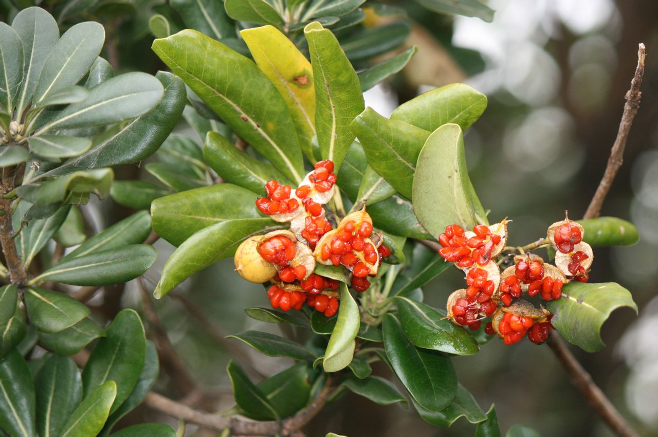 pittosporum tobira