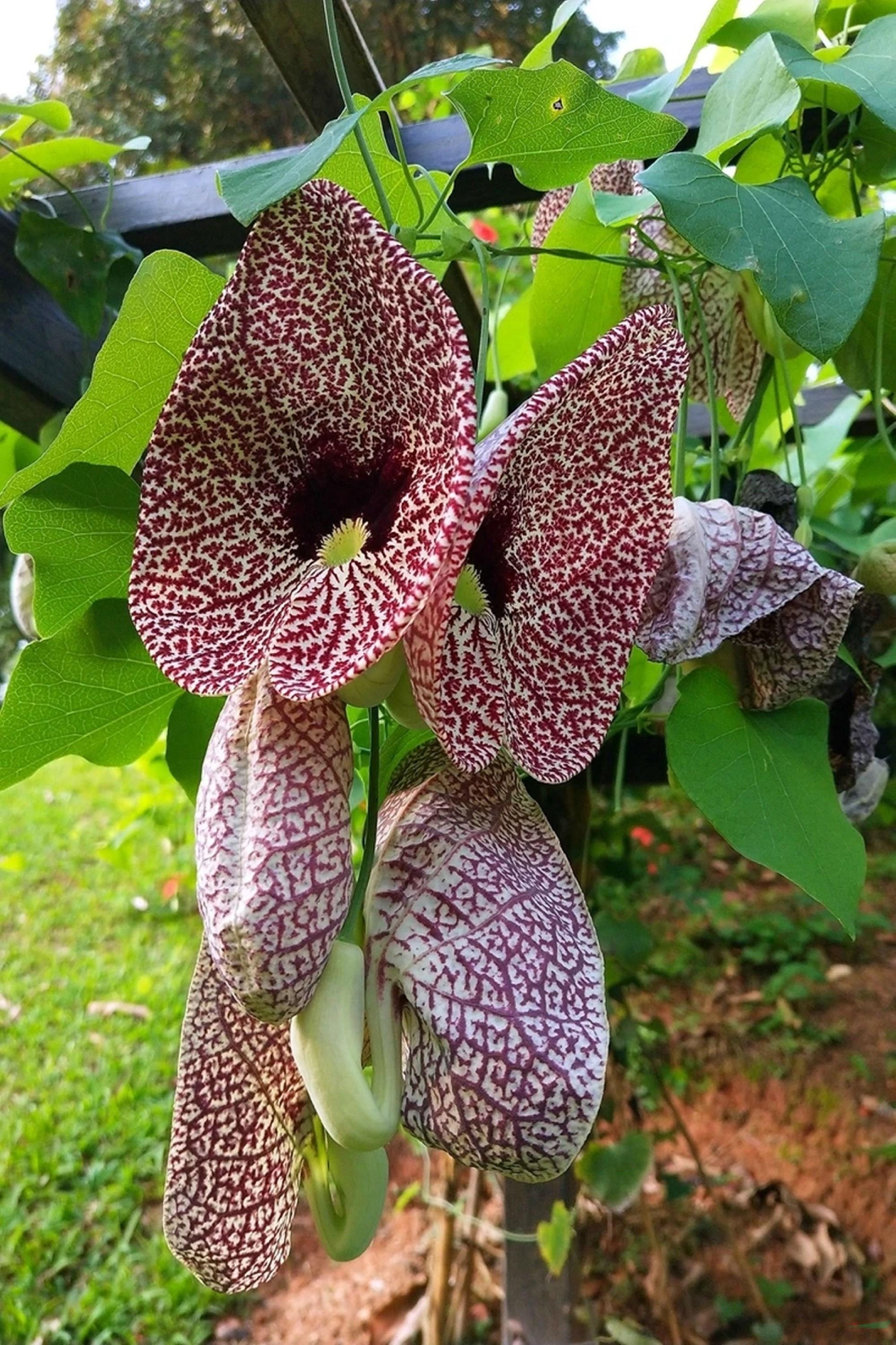 是马兜铃科马兜铃属植物,根圆柱形;茎有腐肉味;叶卵状三角形,长圆状