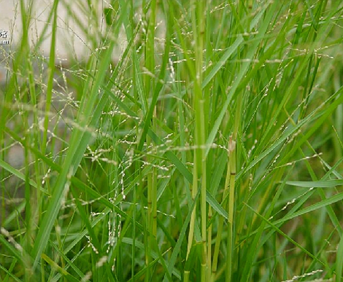 铺地黍（禾本科黍属植物）_百度百科