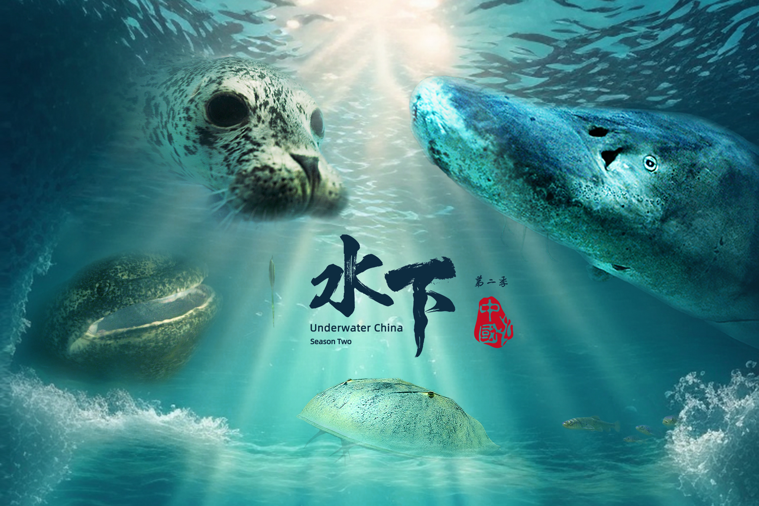 水下中国第二季》是由总导演周芳带领团队拍摄的一部纯自然生态纪录片