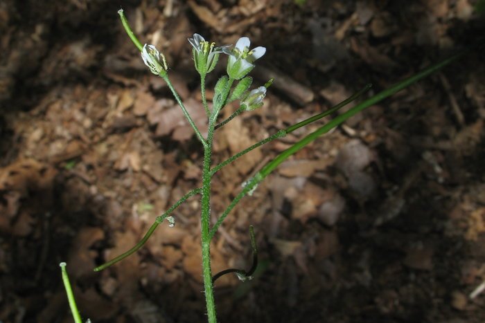 arabis borealis