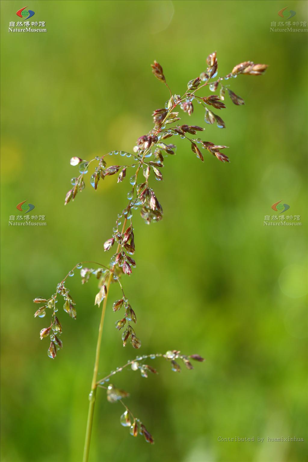 西伯利亚早熟禾