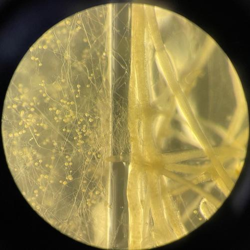 丛枝菌根_百度百科
