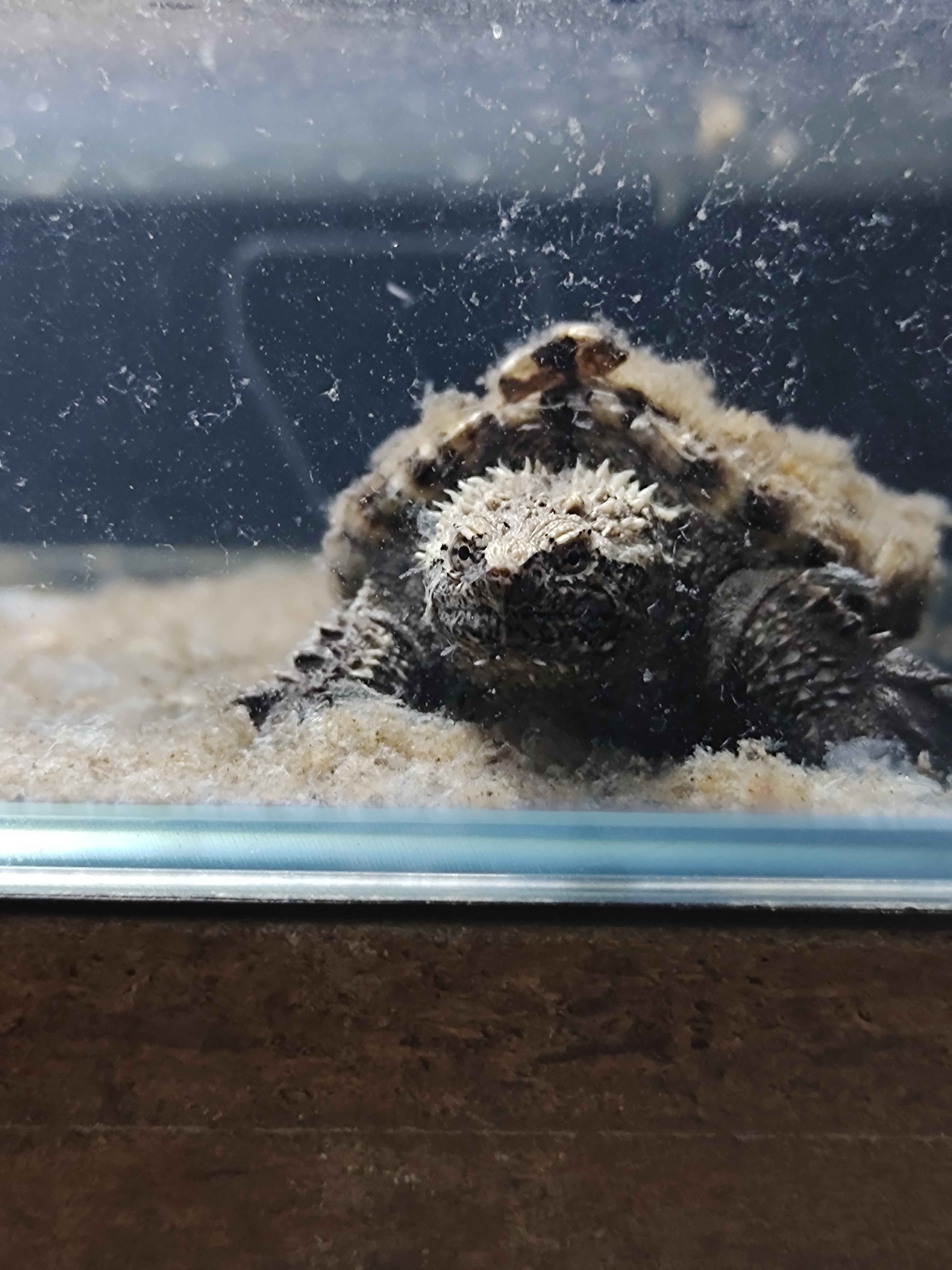  p>佛鳄是拟鳄龟属下的一个亚种,全称 a target="_blank" href="/item